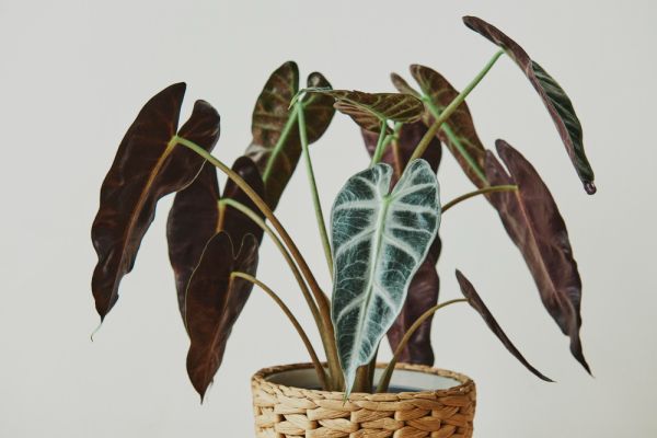 Tout savoir sur l’alocasia : la plante d’intérieur au feuillage spectaculaire